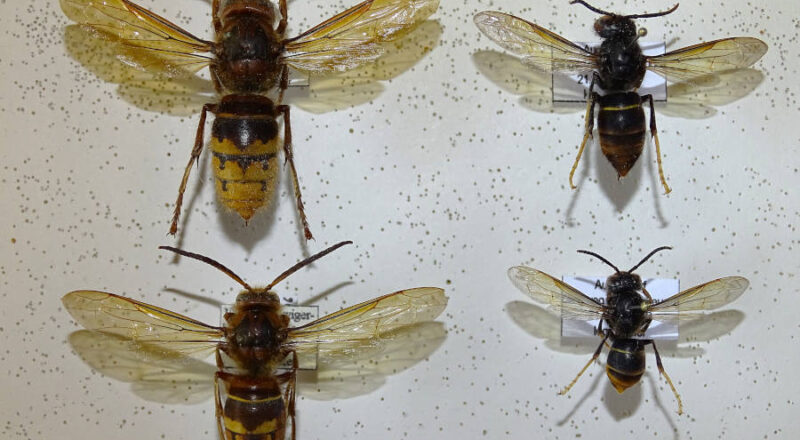 Die Gelbfüßigen Hornisse (Vespa velutina nigrithorax) breitet sich auch in Lippe aus. Foto: NABU Leopoldshöhe/Hans Dudler