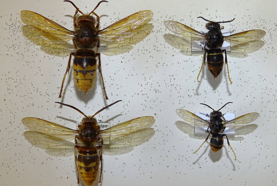 Die Gelbfüßigen Hornisse (Vespa velutina nigrithorax) breitet sich auch in Lippe aus. Foto: NABU Leopoldshöhe/Hans Dudler