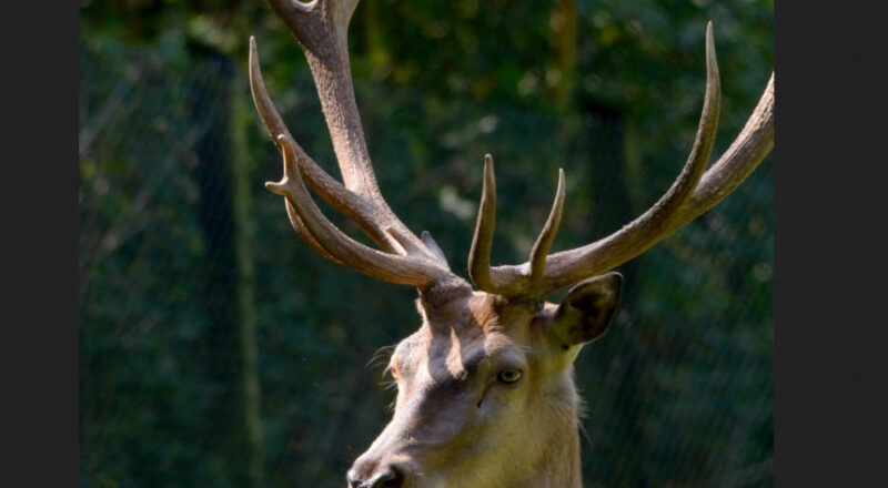 Als erstes ist der Rothirsch in der Brunftzeit im Tierpark Olderdissen aktiv. Foto: Jörg Buschmann.