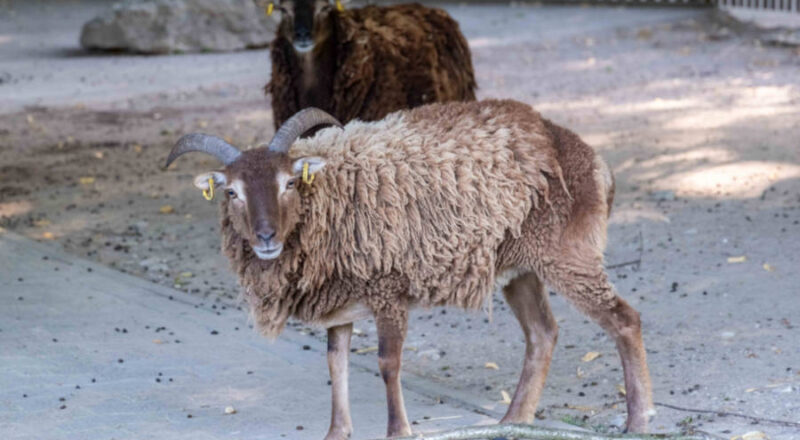 Die Soay-Schafe (hier ein Weibchen) leben in Olderdissen derzeit auf dem früheren Hockeyplatz. Wenn wenig los ist, kann man sie auch in der Anlage der Zwergziegen im Streichelzoo beobachten. Foto: Umweltbetrieb/Stadt Bielefeld