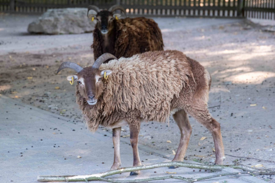 Die Soay-Schafe (hier ein Weibchen) leben in Olderdissen derzeit auf dem früheren Hockeyplatz. Wenn wenig los ist, kann man sie auch in der Anlage der Zwergziegen im Streichelzoo beobachten. Foto: Umweltbetrieb/Stadt Bielefeld