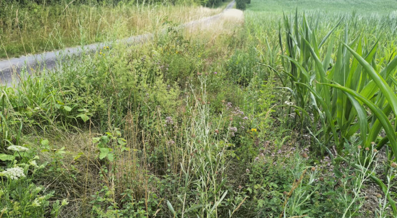 Bewachsene Weg-Ackerrandstreifen. Foto: NABU Leopoldshöhe