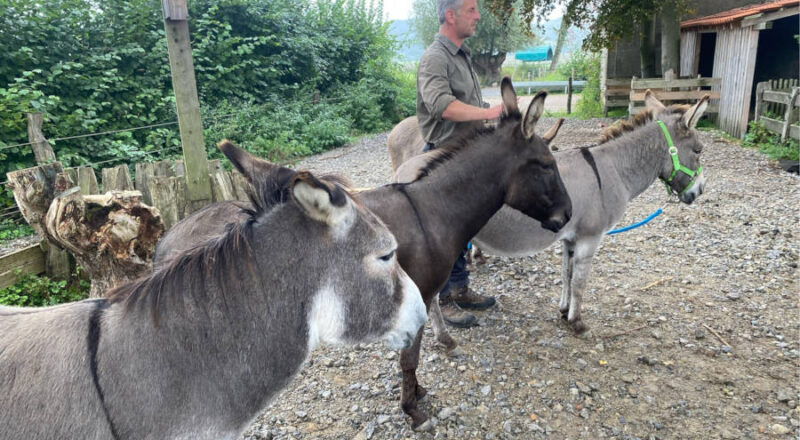 Mit Eseln wandern von November bis März. Foto: Kreis Lippe