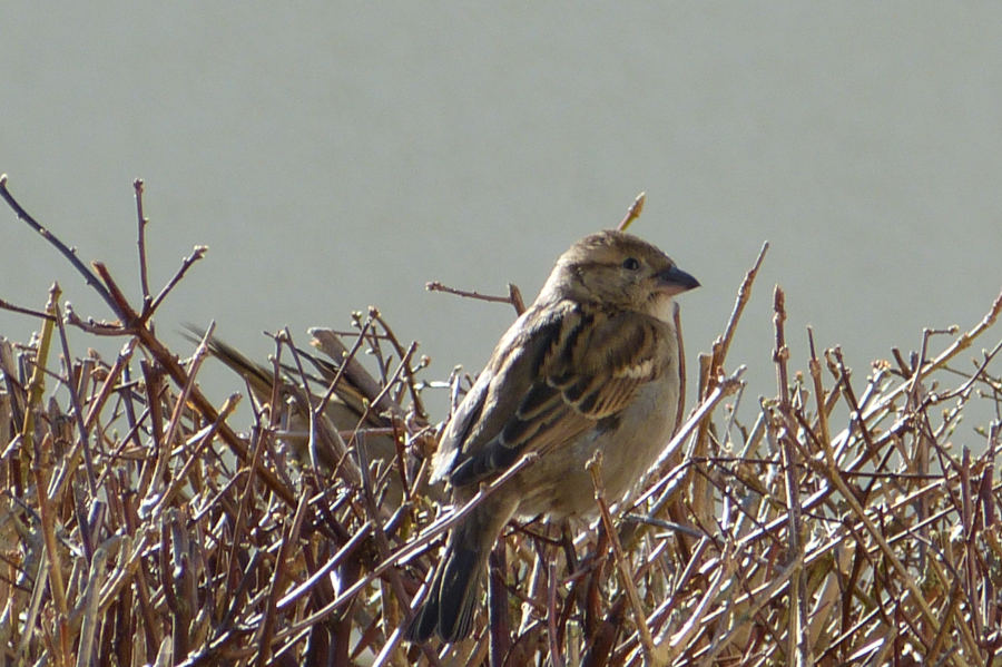 Haussperlinge werden in Siedlungen immer seltener gesehen. Fotos: NABU Leopoldshöhe/Ewald Thies