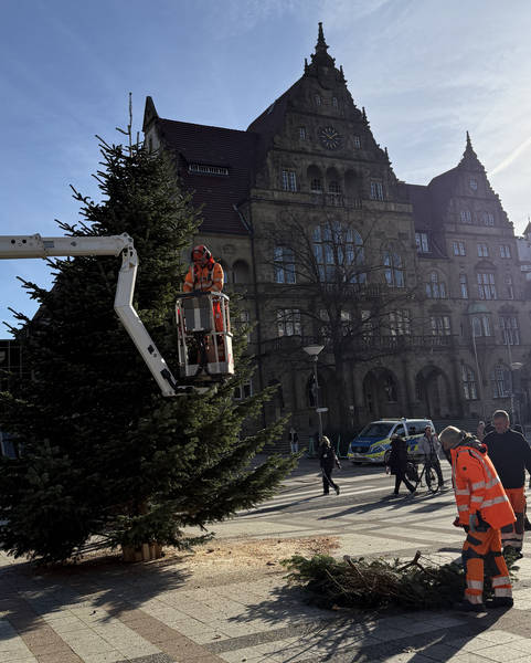 Mitarbeiter des Umweltbetriebes der Stadt Bielefeld errichten die Nordmanntanne auf dem Rathausvorplatz. Foto: Stadt Bielefeld