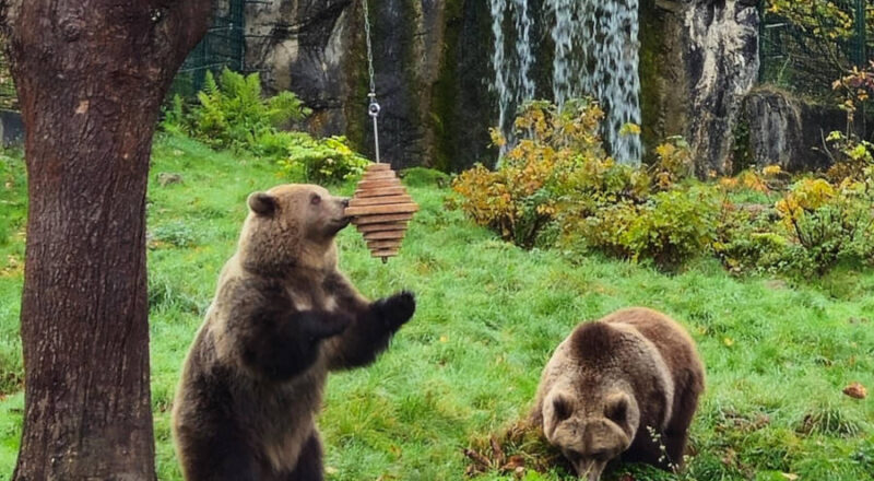 „Jojo“ und „Flocon“ begutachten das neue Spielzeug im Bärengehege, ein Bienennest aus Holz. Foto: Umweltbetrieb