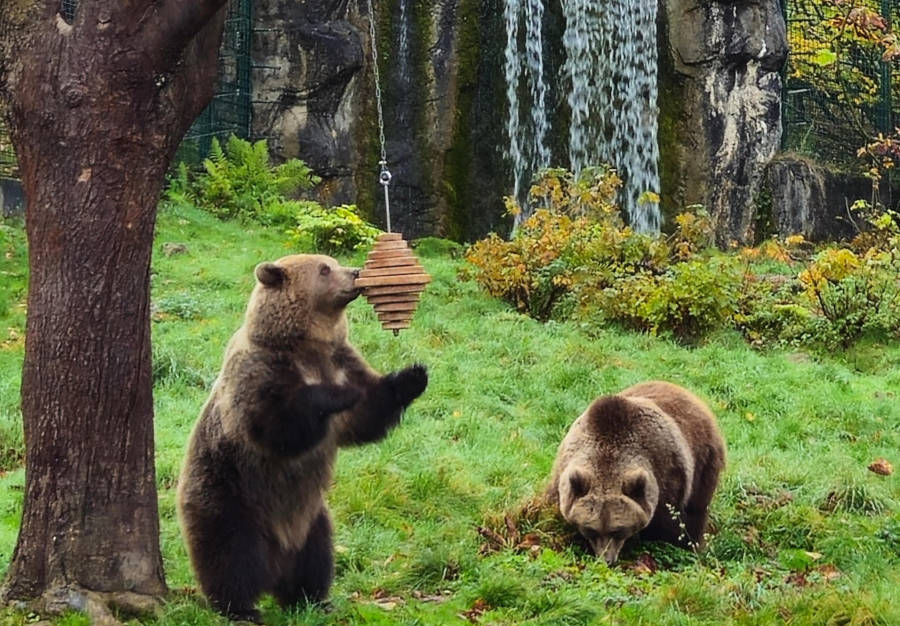 „Jojo“ und „Flocon“ begutachten das neue Spielzeug im Bärengehege, ein Bienennest aus Holz. Foto: Umweltbetrieb