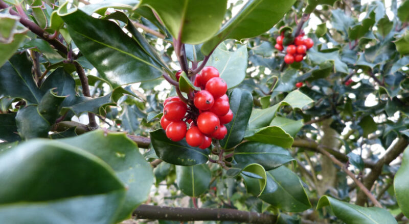 Die Europäische Stechpalme, auch als Ilex bekannt hat ganzjährig grüne Blätter und im Herbst und Winter lackrote Beeren. Foto: Ewald Thies/NABU Leopoldshöhe