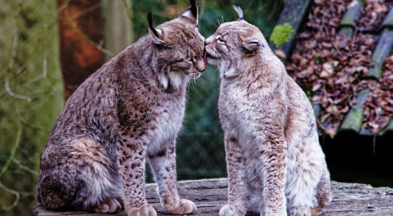 Von den Spenden für den Tierpark profitieren alle Tiere, unter anderem auch die drei Luchse, die in Olderdissen leben. Foto: Steve McAlpine