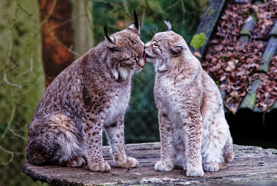 Von den Spenden für den Tierpark profitieren alle Tiere, unter anderem auch die drei Luchse, die in Olderdissen leben. Foto: Steve McAlpine