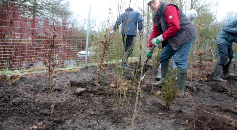 Ewald Thies buddelt für einen Busch ein Setzloch. Foto: Thomas Dohna