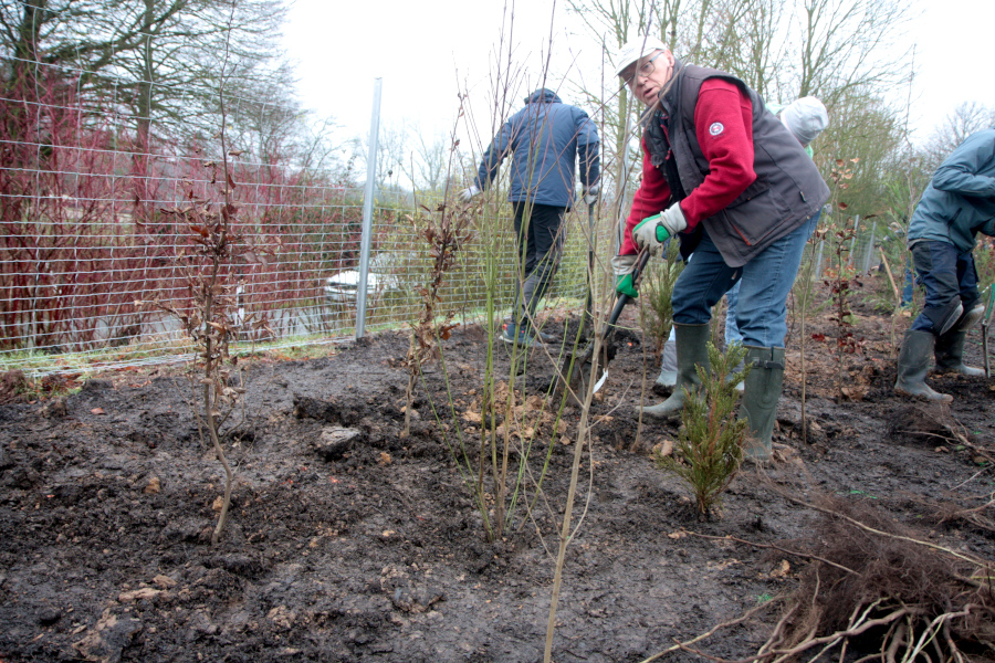 Ewald Thies buddelt für einen Busch ein Setzloch. Foto: Thomas Dohna