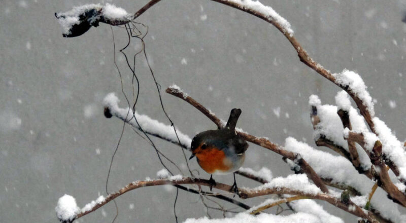 Ein Rotkehlchen sitzt auf einem Winterzweig. Fotos NABU Leopoldshöhe / Petra Gehle