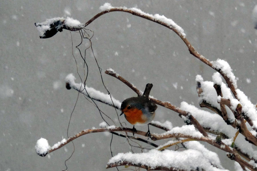 Ein Rotkehlchen sitzt auf einem Winterzweig. Fotos NABU Leopoldshöhe / Petra Gehle