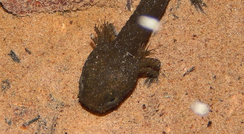 Larve eines Feuersalamanders. Die Feuersalamander sind im Süden der Gemeinde Leopoldshöhe von einem Hautpilz bedroht. Fotos: NABU Leopoldshöhe / Hans Dudler