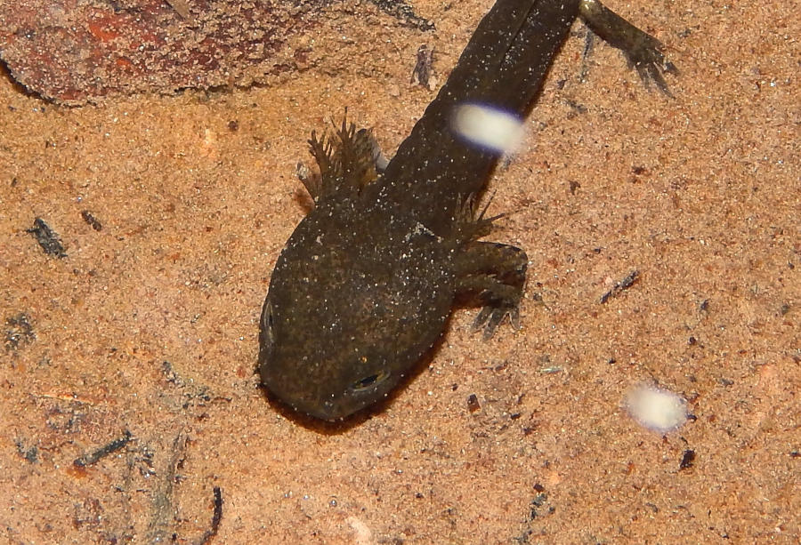 Larve eines Feuersalamanders. Die Feuersalamander sind im Süden der Gemeinde Leopoldshöhe von einem Hautpilz bedroht. Fotos: NABU Leopoldshöhe / Hans Dudler