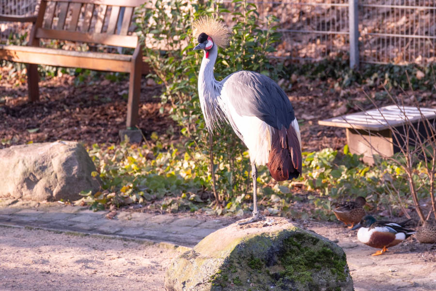 Mit dem Kronenkranich kann das „Zootier des Jahres“ erstmalig hier auch in Bielefeld bestaunt werden. Insgesamt drei Kronenkraniche leben in der Voliere im Bürgerpark. Foto: Stadt Bielefeld/UWB
