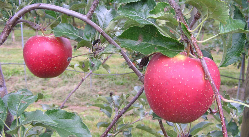 Veredelt: Der Lippische Paradiesapfel. Foto: Frank Meier
