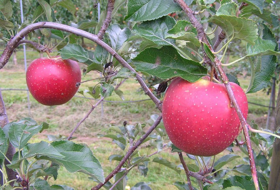Veredelt: Der Lippische Paradiesapfel. Foto: Frank Meier