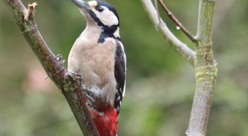 Buntspechtweibchen. Foto: Martin Düsterberg