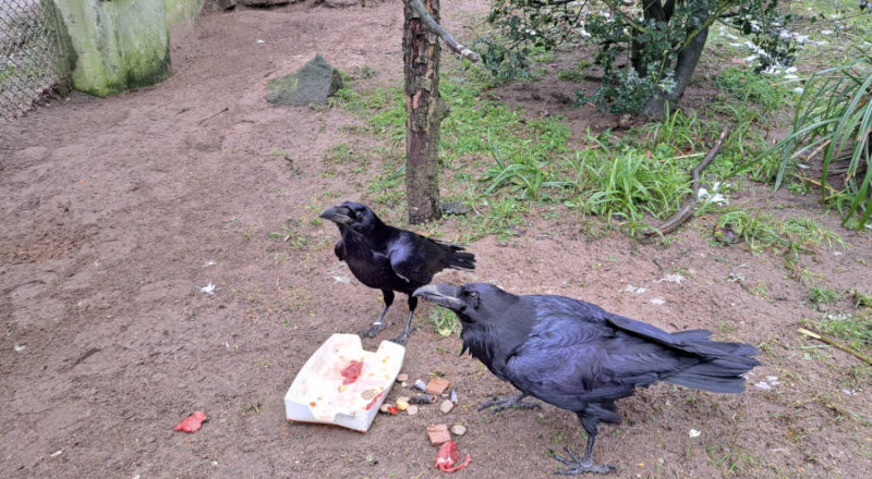 Neuer Tierparkbewohner: Kolkrabe Sirius (links im Bild) lebt sich im Tierpark Olderdissen ein. Foto: Stadt Bielefeld/Umweltbetrieb