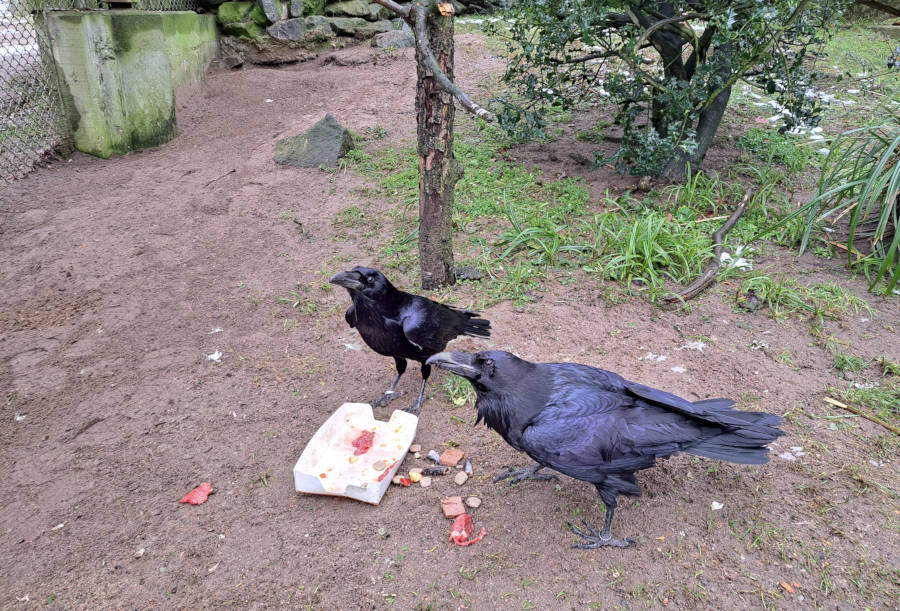 Neuer Tierparkbewohner: Kolkrabe Sirius (links im Bild) lebt sich im Tierpark Olderdissen ein. Foto: Stadt Bielefeld/Umweltbetrieb