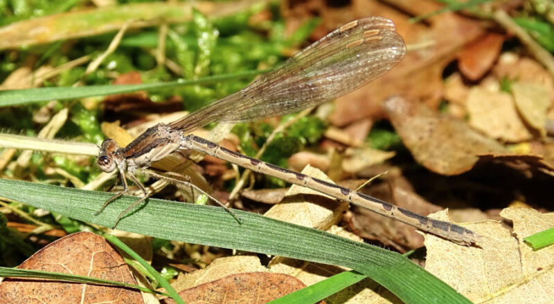 Die Winterlibelle - Sympecma fusca. Foto: Hans Dudler