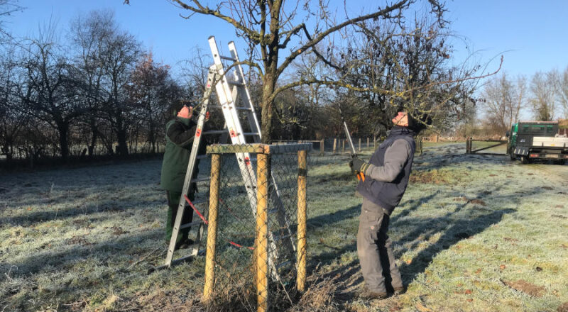Zwei Ehrenamtliche der Samstagsgruppe beim Schneiden eines Obstbaumes. Foto: Heimatverein Leopoldshöhe