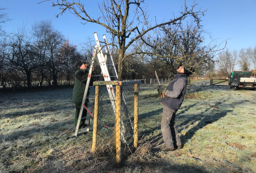 Zwei Ehrenamtliche der Samstagsgruppe beim Schneiden eines Obstbaumes. Foto: Heimatverein Leopoldshöhe