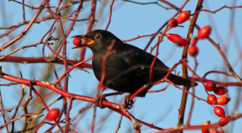 Eine Amsel mit einer Hagebutte im Schnabel. Fotos: Martin Düsterberg