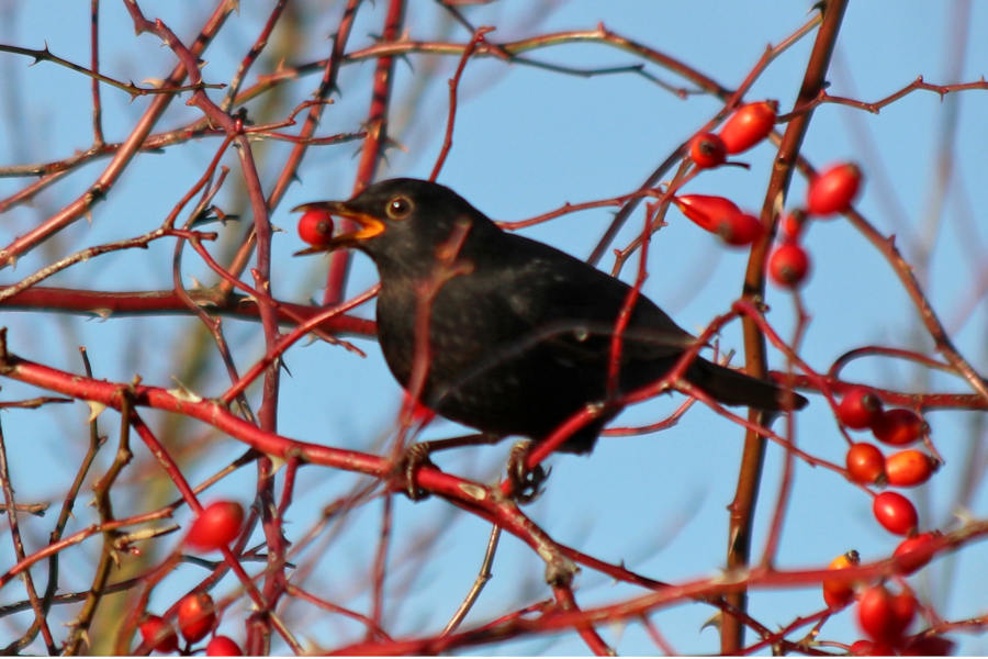 Eine Amsel mit einer Hagebutte im Schnabel. Fotos: Martin Düsterberg