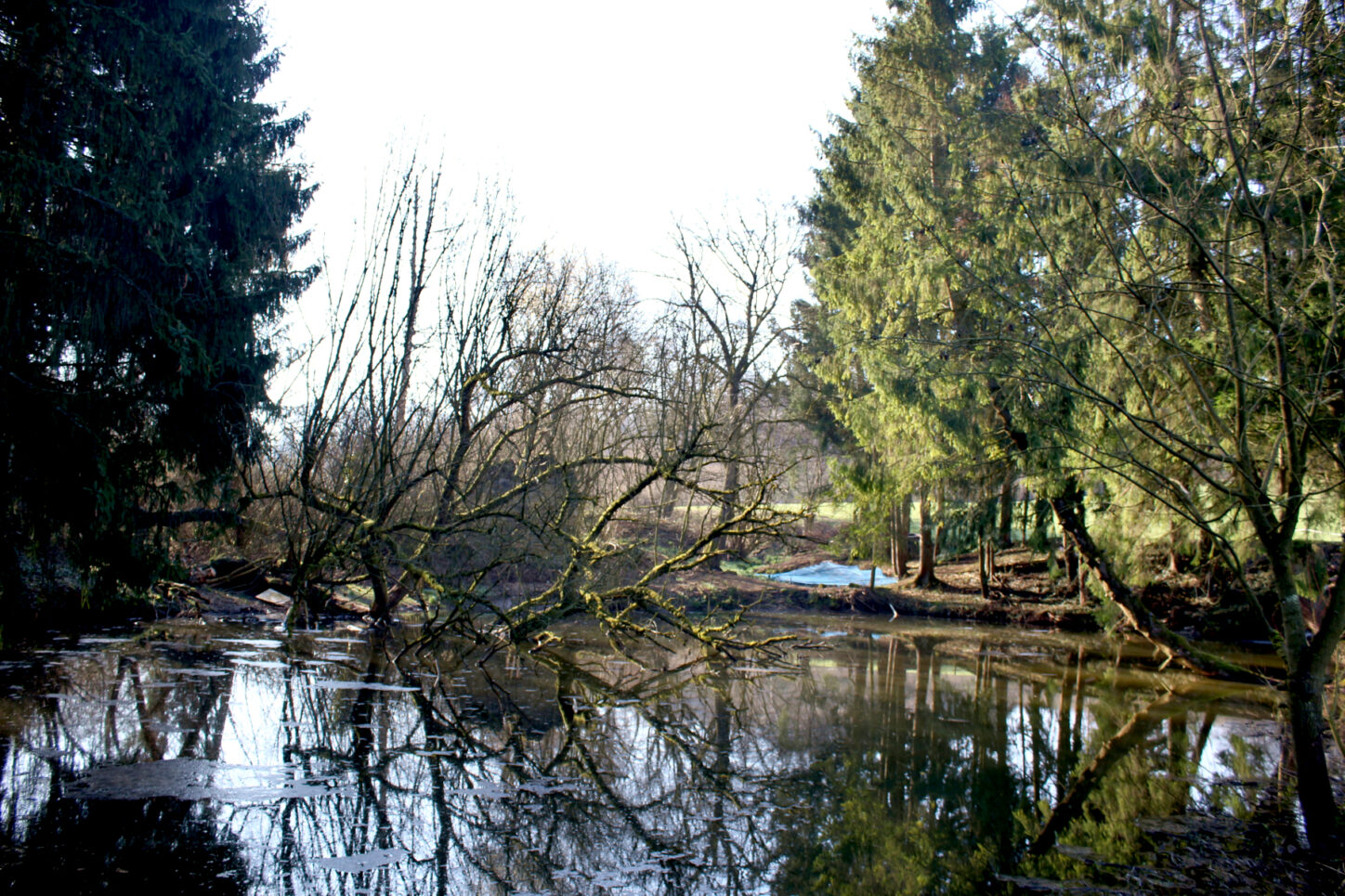 Seit vielen Jahren gibt es diesen Teich am Oberlauf des Sussieksbaches. Foto: Thomas Dohna