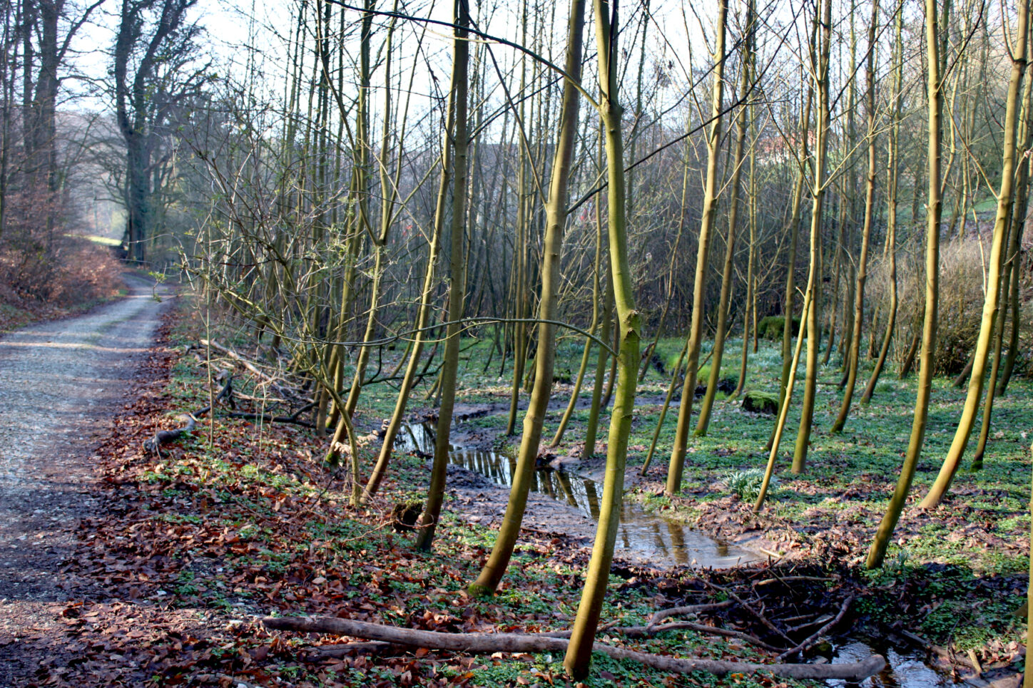 Der Bach mäandert an der Gräfinghagener Straße durch den Wald. Foto: Thomas Dohna