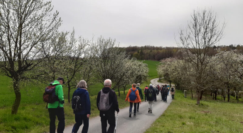 Die zweite Etappenwanderung auf dem Hansaweg führte vorbei an blühenden Obstbäumen. Foto: Kreis Lippe.