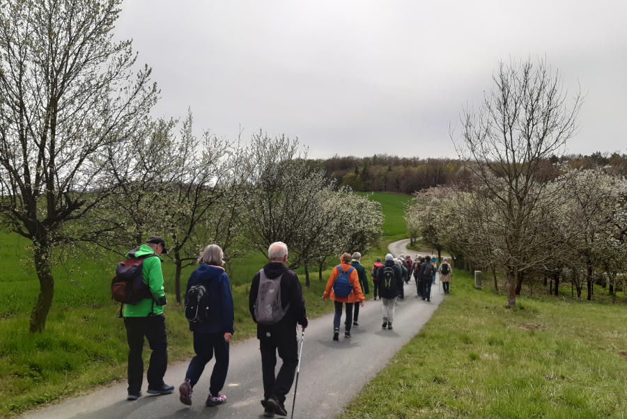Die zweite Etappenwanderung auf dem Hansaweg führte vorbei an blühenden Obstbäumen. Foto: Kreis Lippe.