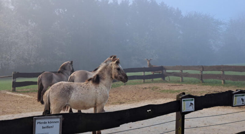 Rothirsch „Mike“ auf der Tarpanwiese: Kurzzeitig erschwerte am Morgen aufziehender Nebel die Aktion. Foto: Stadt Bielefeld/UWB