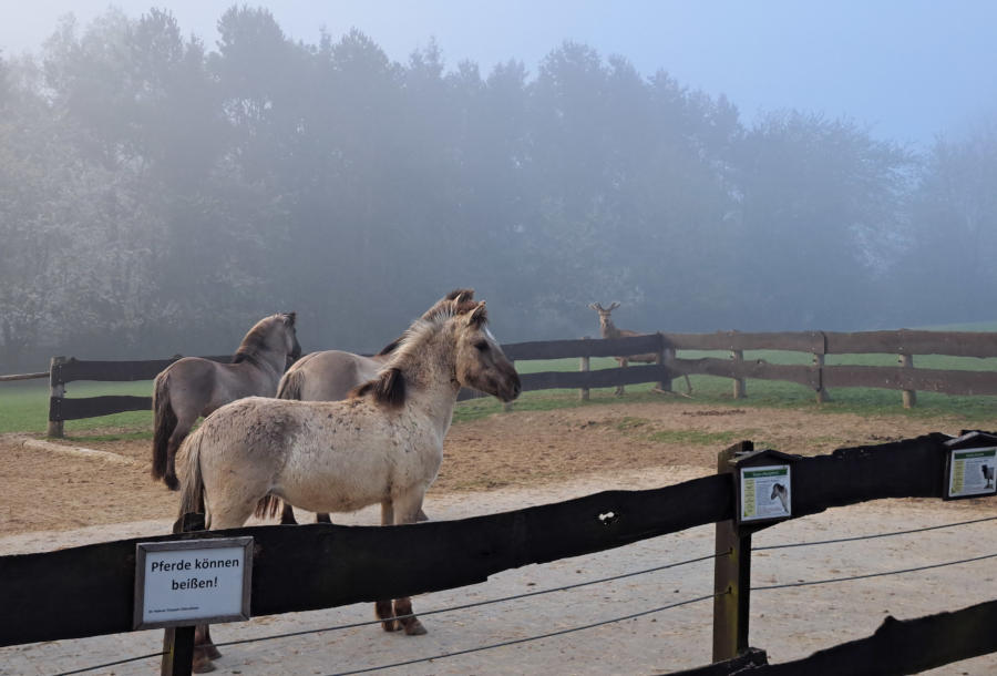 Rothirsch „Mike“ auf der Tarpanwiese: Kurzzeitig erschwerte am Morgen aufziehender Nebel die Aktion. Foto: Stadt Bielefeld/UWB