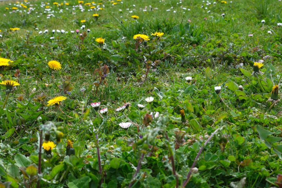 Gänseblümchen wachsen hier neben Löwenzahn.