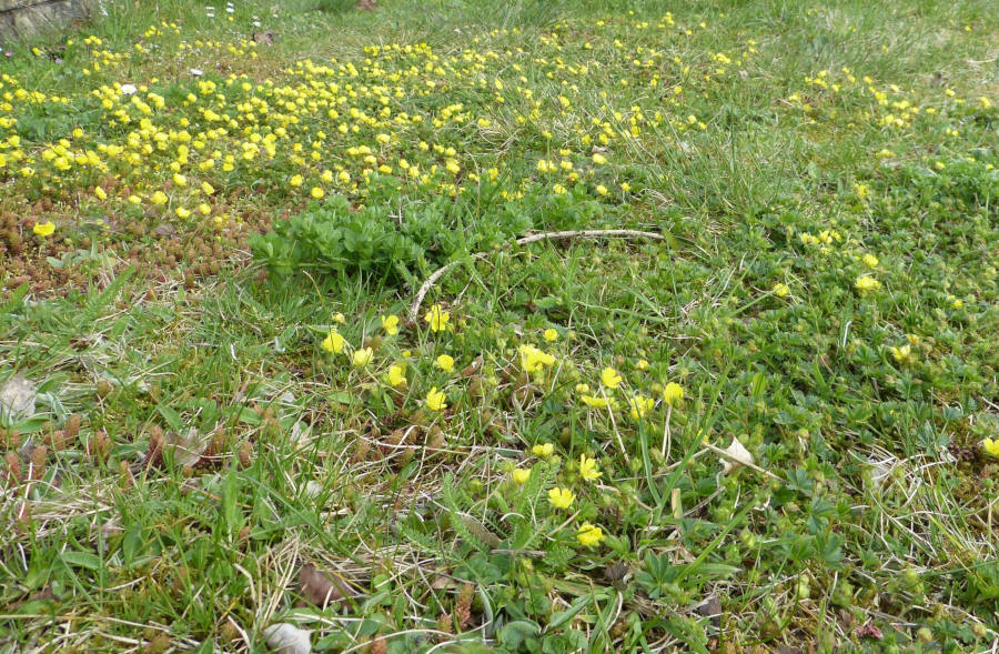 Frühlings-Fingerkraut.