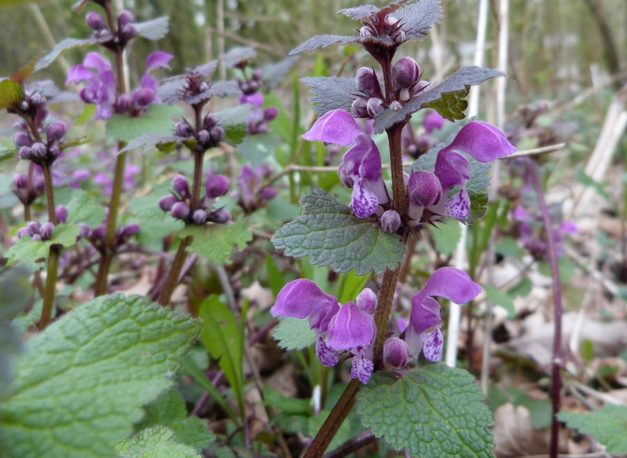 Gefleckte Taubnessel.