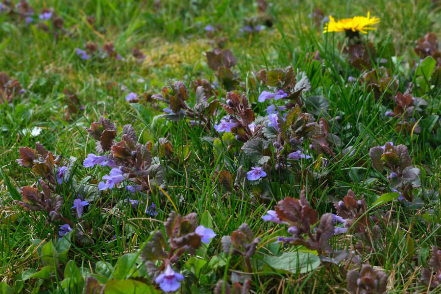 Der Gemeine Gundermann blüht zurzeit sehr verbreitet. Fotos: Petra Gehle / NABU Leopoldshöhe