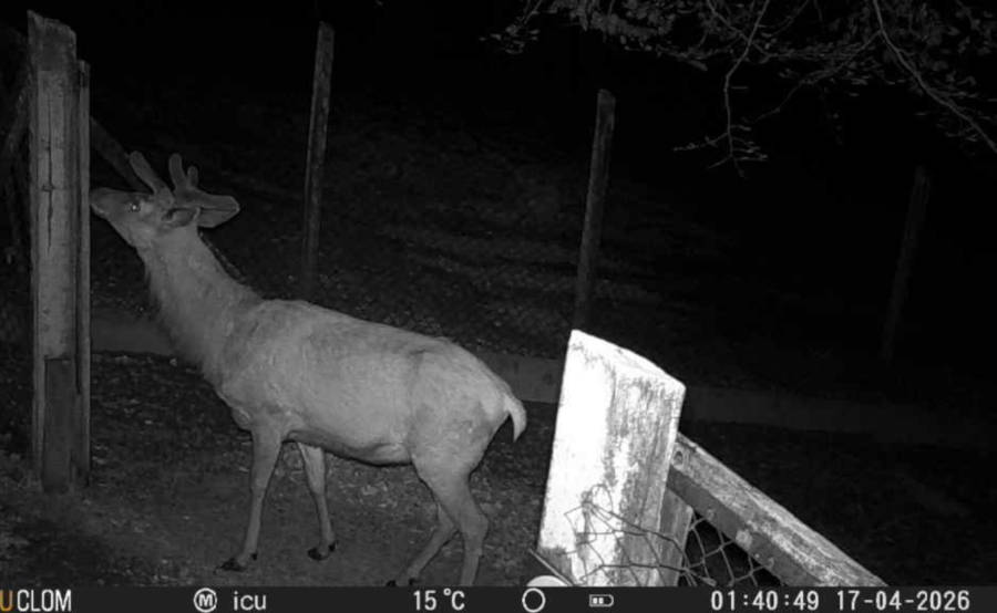 Eine aufgestellte Wildkamera dokumentierte, dass Mike nachts seine Anlage aufsuchte. Foto: Stadt Bielefeld/UWB