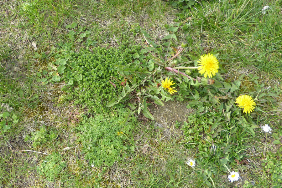 Blühender Löwenzahn lockt viele Insekten an.