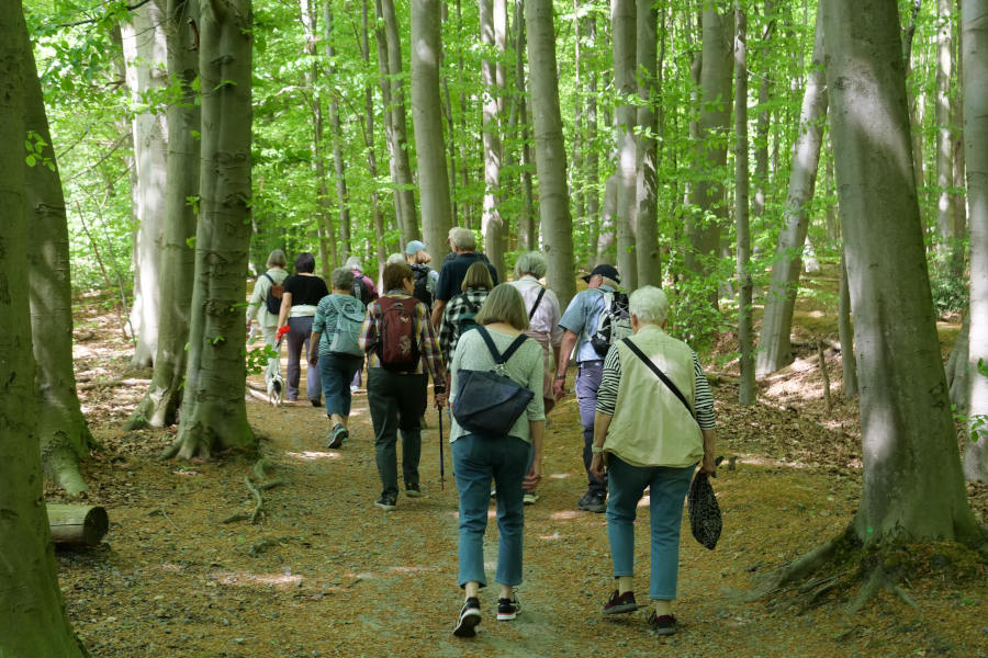 Die Wandergruppe des Heimatvereins unterwegs im Herforder Stadtforst. Foto: Heimatverein Leopoldshöhe