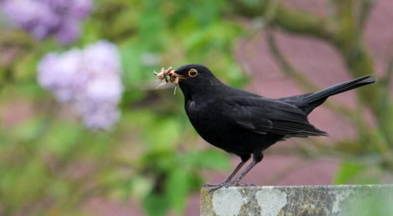 Ein bekannter Gartenvogel ist die Amsel. Das Männchen auf dem Bild sucht Material zum Nestbau. Foto: Martin Düsterberg