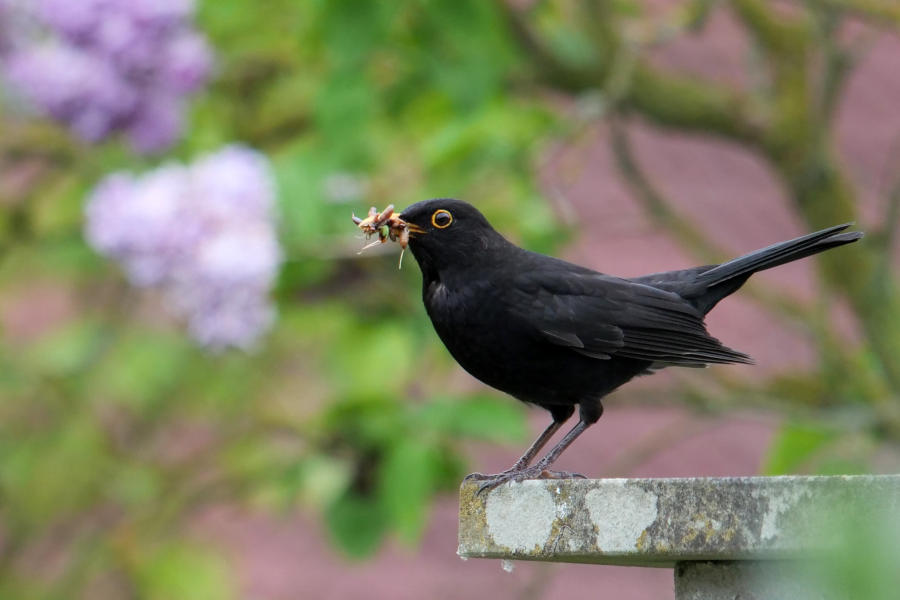 Ein bekannter Gartenvogel ist die Amsel. Das Männchen auf dem Bild sucht Material zum Nestbau. Foto: Martin Düsterberg