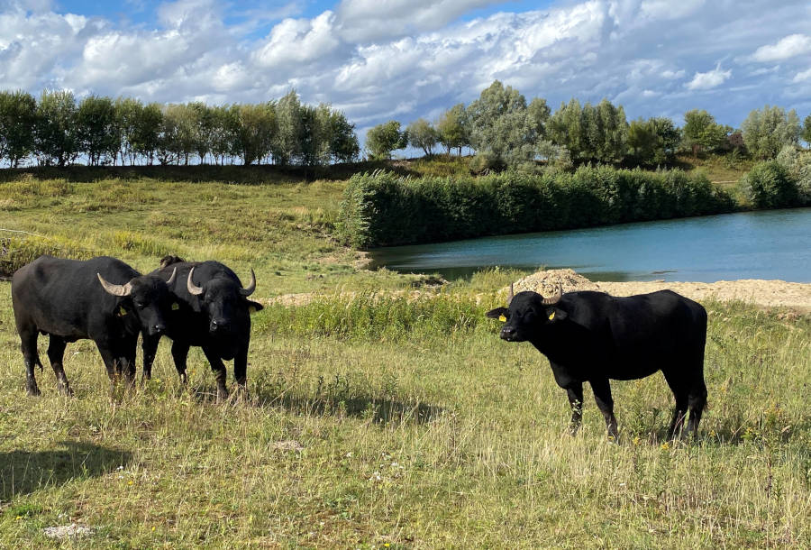 Wasserbüffel im Rethlager Bachtal; Foto: Kreis Lippe