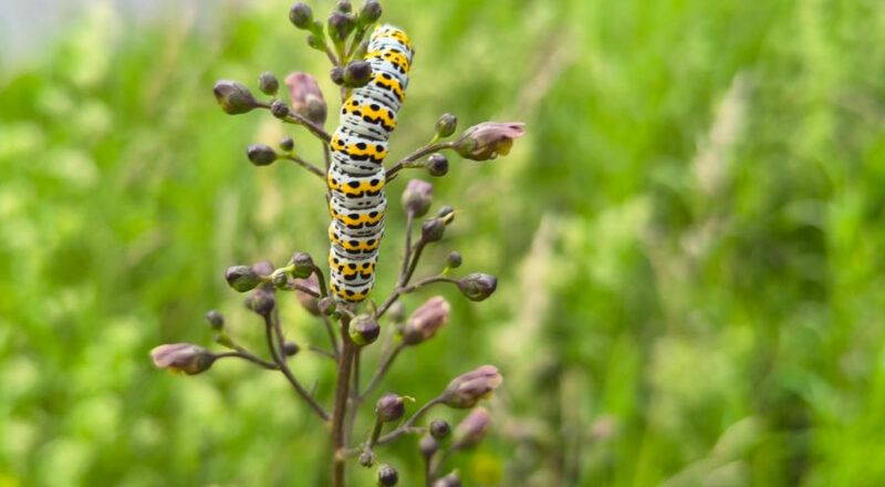 Die Raupe des Cucullia scrophulariae, ernährt sich von der Knotigen Braunwurz. Fotos: NABU Leopoldshöhe