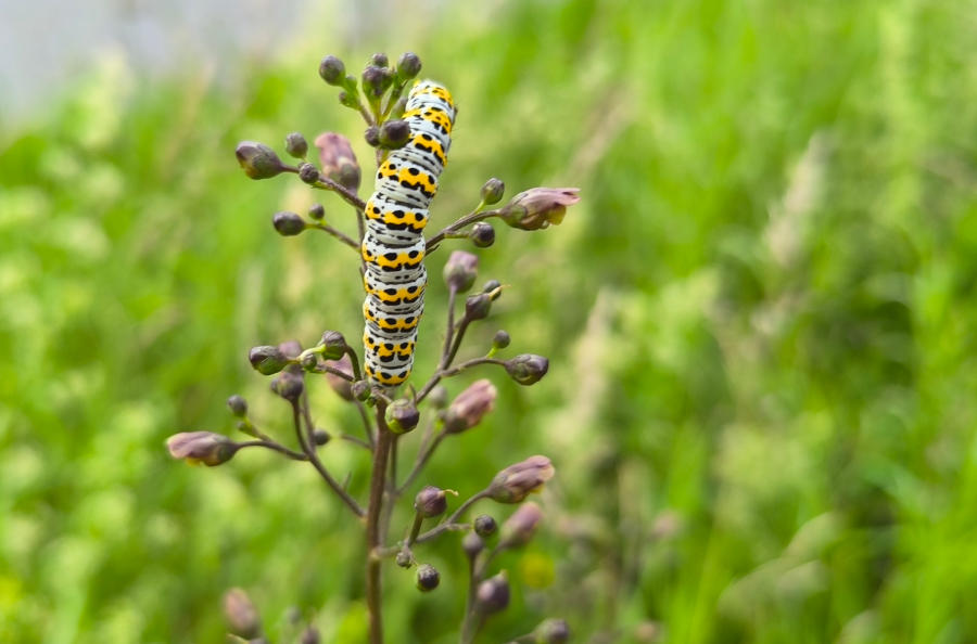 Die Raupe des Cucullia scrophulariae, ernährt sich von der Knotigen Braunwurz. Fotos: NABU Leopoldshöhe