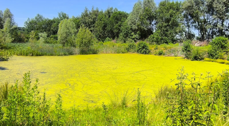 Schon seit Monaten restlos mit Wasserlinsen besiedelt - Regenrückhaltebecken am Krähenholz Ende Juni 2026. Fotos: NABU Leopoldshöhe / Ewald Thies